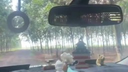 Dừng xe ở vườn cao su để em bú cu thỏa mãn cơn nứng